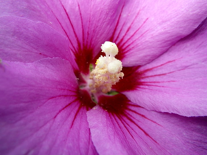 flower, flower stamp, close, pink