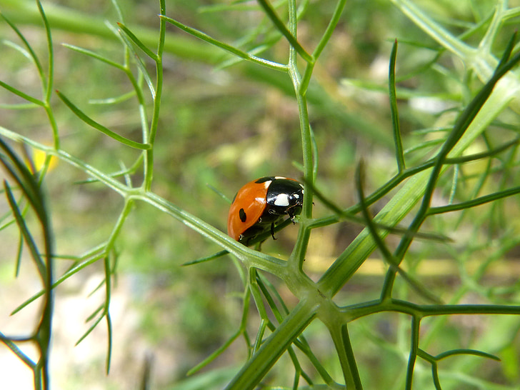 Marienkäfer, Insekt, Fenchel, Coccinella septempunctata