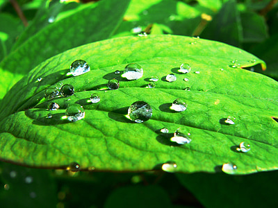 роса, зеленина, природата, капка, листа, зелен цвят, дъждовна капка
