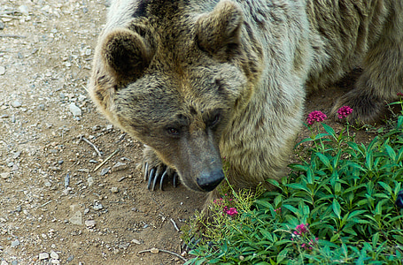 Siria, urs, cu gheare, Ursul brun, gradina zoologica