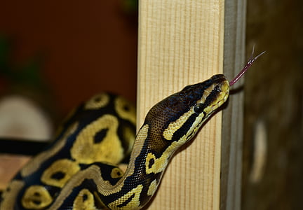 serpiente, Python, python de la bola, lindo, constrictor, belleza, reptil