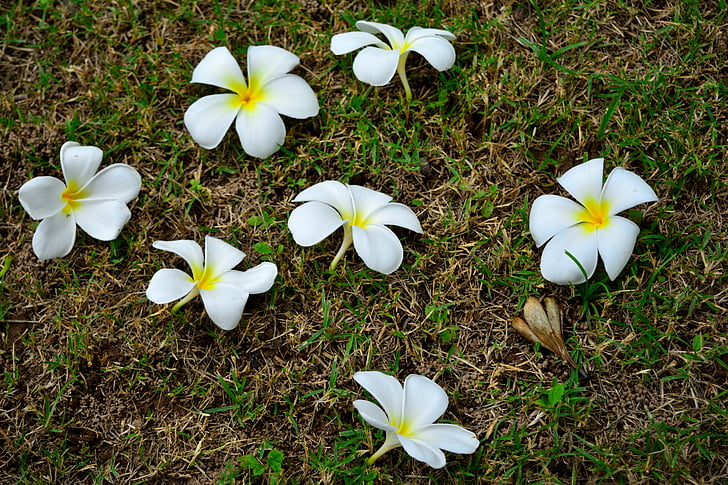 белые цветы, plumeria цветок стиль, Природа, Цветы, Орхидея, Милая, розовый