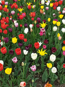Příroda, jaro, barevné, louka plná květin, květiny, pastviny
