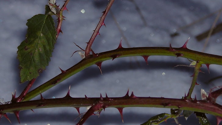 thorns, sting, spur, winter, nature, blackberry, blackberries