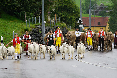Suíça, Appenzell, típico, tradição, désalpe, desfile, ao vivo stoke