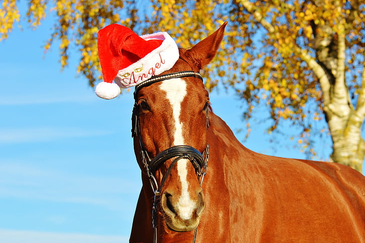 лошадь, Рождество, колпак Санта-Клауса, смешно, животное, Поездка, Reiterhof