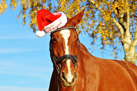 馬, クリスマス, サンタの帽子, 面白い, 動物, 乗る, レイターホフ