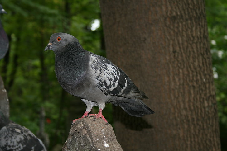 Dove, pták, křídla