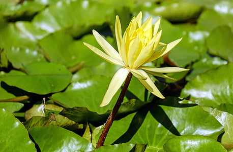nuphar lutea, cvijet, cvatu, cvijeće, žuta, vodene biljke, priroda