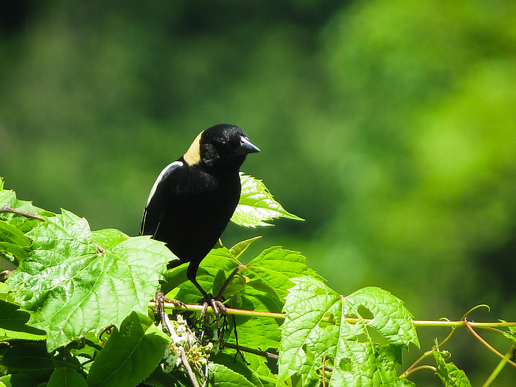 birds, blackbirds, bobolink, nature, birding