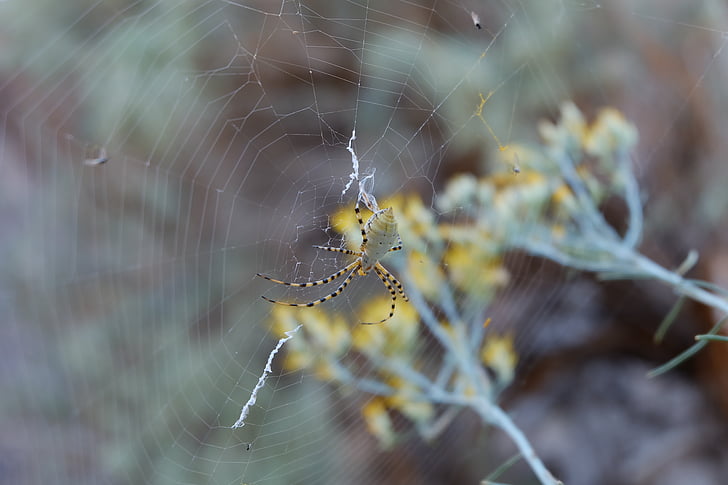 Arachnid, rozostření, detail, pavučina, Barva, Dawn, na podzim