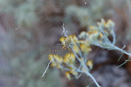 arachnid, mờ, cận cảnh, cobweb, màu sắc, Bình minh, mùa thu