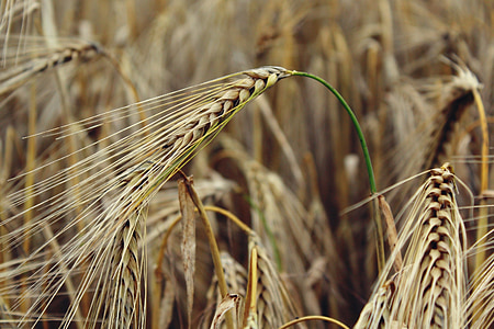 gandum, ladang jagung, bidang, pertanian, alam, sereal, panen