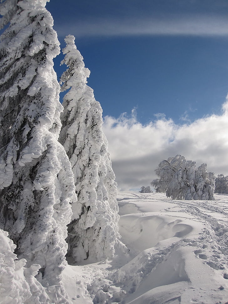 snow, winter, firs, wintry, winter forest, nature, cold