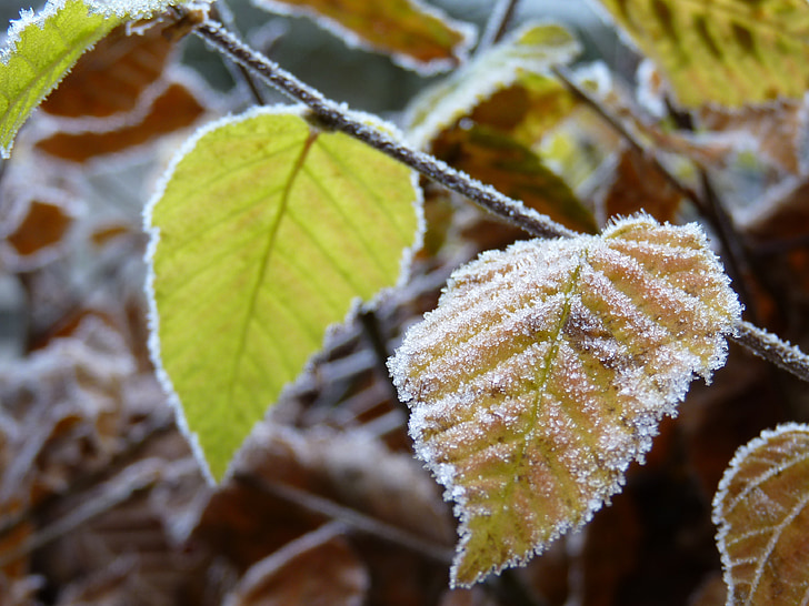 bøg, Frost, rimfrost, natur, blade, kolde, vinter