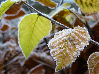 Kayın, Frost, hoarfrost, doğa, yaprakları, soğuk, Kış