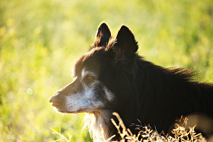 куче, граница, сутрешната светлина, Бордър Коли, шотландско овчарско куче, британски овчарка, чиста порода куче