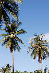 Tajska, Palm, nebo, počitnice, val, narave, Indijski ocean