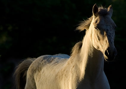 hest, natur, hvite hest, dyr, equine, pre, Husdyr