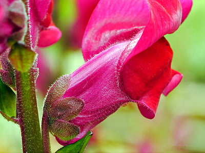 loewenmaeulchen, cvijet, cvatu, Crveni, ljubičasta, antirinum, antirinum majus
