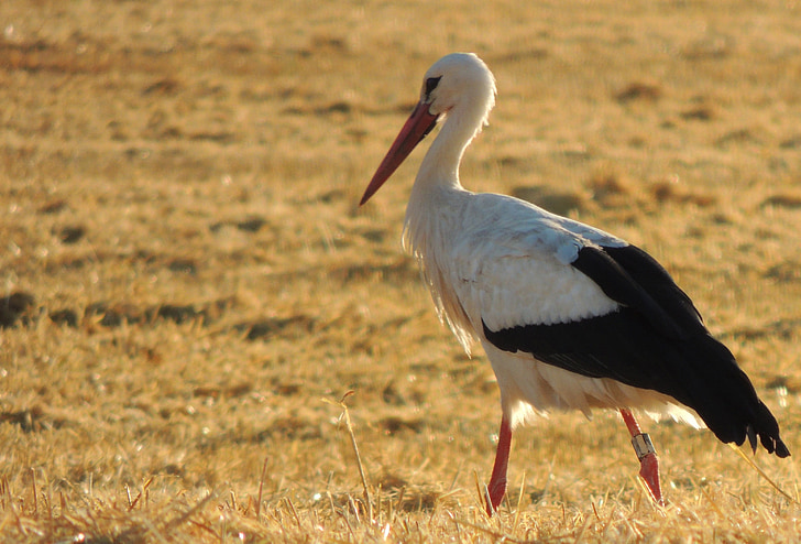 Stork, fugl, høst, felt, aften, halm, sommer