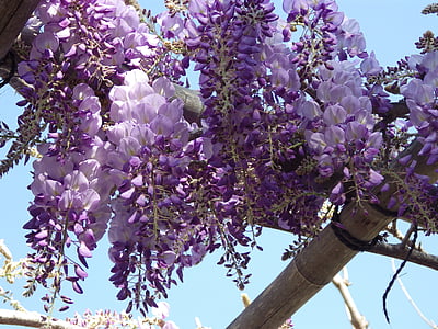 紫藤, 花, 春天, 葡萄树, 树, 自然, 分公司