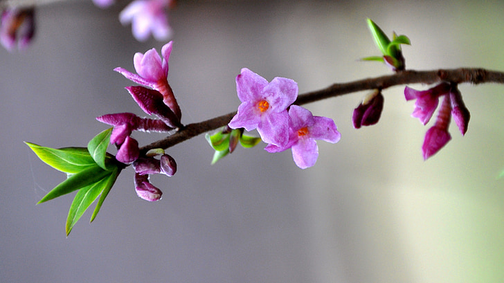 Daphne mezereum, Vårens blommor, skogen, naturen, gren, rosa färg, träd