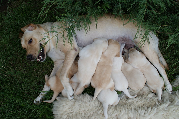 κουτάβια, το Labradors, σκύλα, σκύλος, ζώο, κατοικίδια ζώα, χλόη