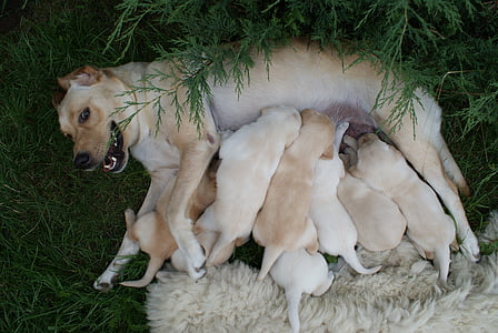 Puppies, Labradors, teef, hond, dier, huisdieren, gras
