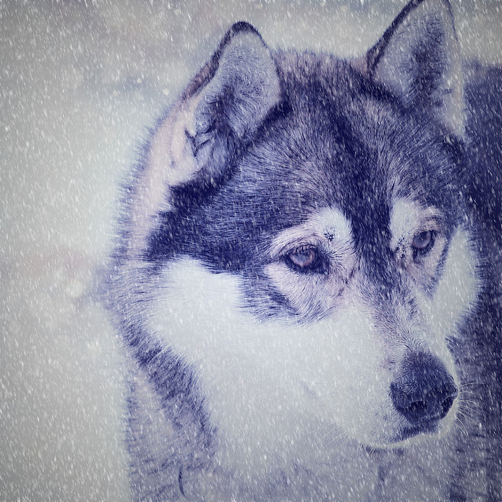 Husky, con chó, khuôn mặt, Xem, tuyết, Sled dog, mùa đông