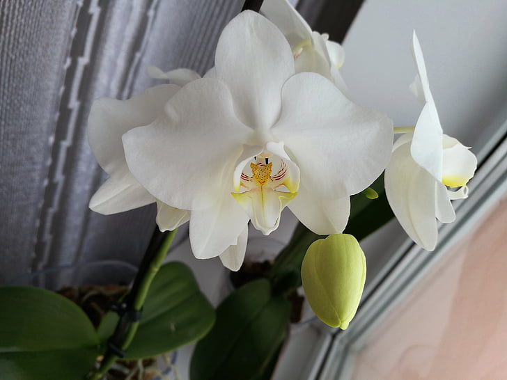 орхидея, Бяла орхидея, макрос, растителна, тропически растения, красиво цвете, цвете орхидея