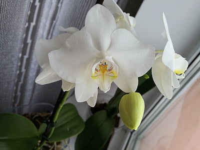 Orchid, Witte orchidee, macro, plant, tropische planten, mooie bloem, bloem-orchidee