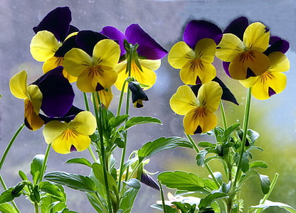 400 – 500, άνοιξη, Κλείστε, πολύχρωμο, Κίτρινο, μπλε, λουλούδια