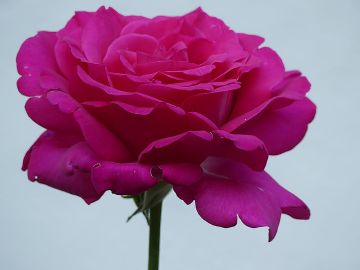 růže, růžová, květ, květ, Bloom, růže květ, Příroda