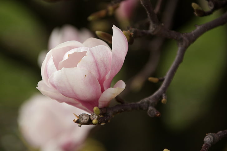 magnolior, våren, blommor, naturen, grenar, blommar, närbild