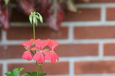 blomster, Geranium, rød
