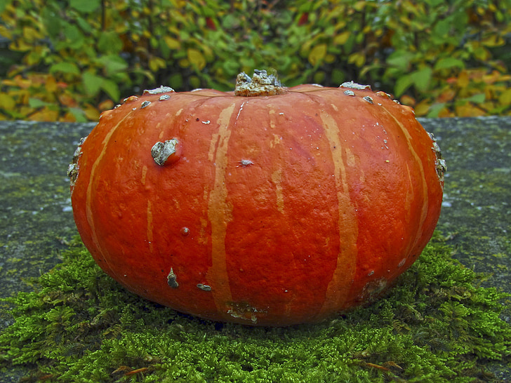 Dynia, Great pumpkin, jesień, Cucurbita maxima, Kabaczki, żniwa, uprawy