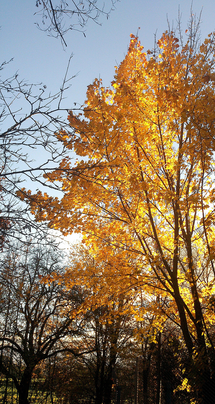 autumn, yellow, tree, morning, sun, branches, leaf