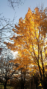 musim gugur, kuning, pohon, pagi, matahari, cabang, daun