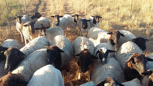 αγέλη dorper, κοπάδι προβάτων, πρόβατα