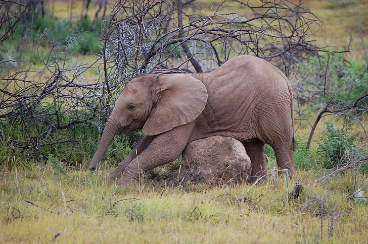 bebé elefante, Reserva de vida silvestre, elefante de Sudáfrica, animal, Big 5, cinco grandes, cabo del este