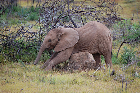Baby elefánt, Vadrezervátum, elefánt Dél-afrikai Köztársaság, állat, nagy 5, nagy öt, Eastern cape