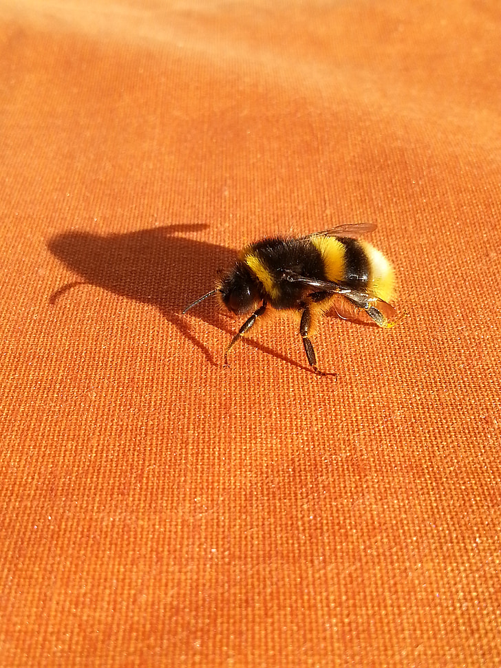 sombra, bumble-bee, naranja, insectos, Finlandés