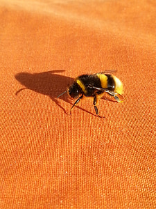 umbra, bondari de albine, Orange, insectă, Finlandeză