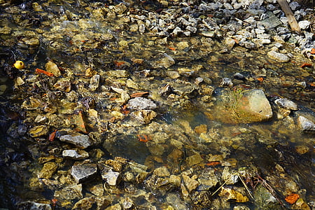 Bach, Creek, vannet, steiner, flyt, vann, idyllisk