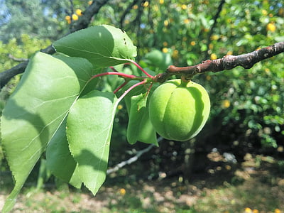 marhuľa, Apricot zelený, Marhuľový stromček