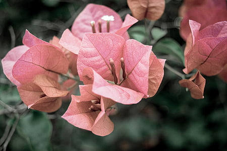 Бугенвиль, цветок, розовый, листья, Буш, завод, Природа