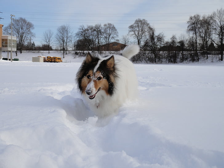 shetland sheepdog, dog, snowfields