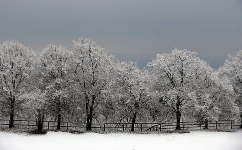 arbres, Avinguda, estat d'ànim d'hivern, neu, hivernal, cobert de neu, gelada
