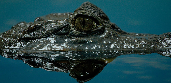 crocodile, eau, dangereuses, lézard, surfaçage de crocodile, reptile